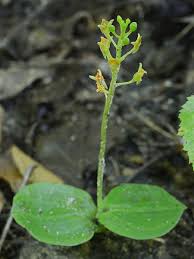 Image result for Malaxis