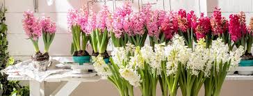 Dehner (taucha) garden center in taucha. Dehner Home Facebook