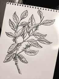 Coffee plant and beans isolated drawings. Coffee Plant Drawing Coffee Tattoos Floral Arm Tattoo Plant Tattoo