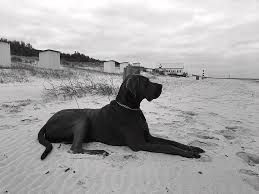 Beautiful Great Dane #13 by Manuel Stubenrauch