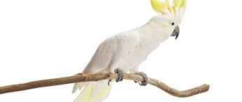 Die goffinkakadu (cacatua goffiniana), wie alle familienmitglieder kakadu, ist eine art crestada, was bedeutet, es hat eine sammlung von federn auf seiner kopf die nach oben oder unten nach belieben. Kakadu Tipps Zur Haltung Der Schonen Und Anspruchsvollen Vogel