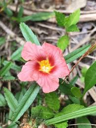 Image result for Sida chrysantha