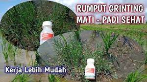 Dalam satu musim penanaman minimal dilakukan 2 (dua). Cara Mudah Mengatasi Rumput Grinting Di Sawah Mengatasi Gulma Di Tanaman Padi Youtube