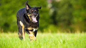 Border Collie Rottweiler Mix Breed Info Facts Puppy Costs More