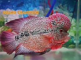 #louhan #louhancencu ikan louhan jenis cencu buat pemula. Galeri Ikan Louhan Cencu Terbaik