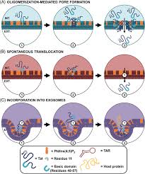 Defining The Molecular Mechanisms Of Hiv 1 Tat Secretion Ptdins 4 5 P2 At The Epicenter Mele 2018 Traffic Wiley Online Library