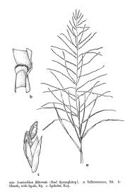 Image result for Leptochloa panicea