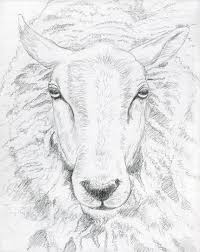Sheep Face Paint Google Search Sheep Face Sheep Drawing Animals Drawing Images