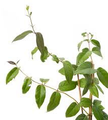 Deciduous, sometimes evergreen, climbing honeysuckles (lonicera) have thin, flexible stems that twine around their supports. Immergrune Geissschlinge Copper Beauty Lonicera Henryi Copper Beauty Gunstig Online Kaufen