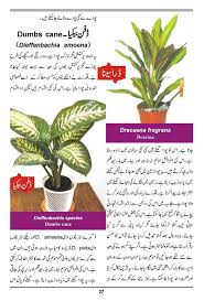 Types include foliage, flowering, succulents, and cacti. Noons Info How To Grow Outdoor Indoor Plants Flowers Urdu Guide
