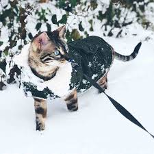 Find the best cat wallpapers hd 1920x1080 on getwallpapers. Basil Catexplorer