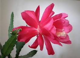 Una selección de las mejoras semillas para hacer brotar tu cactus. Tipos De Cactus Largos Diferentes Tipos Y Clases De Cactus