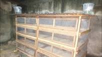 Modern broiler cage: HOW TO MAKE 120 chickens on 3m² - YouTube