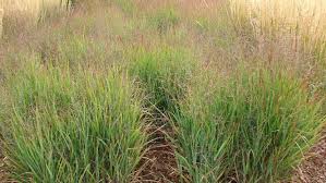Living privacy wall fences and other privacy structures work just fine, but nothing beats a wall of friendly greenery for screening views from nearby neighbors. Year Round Gardening Ornamental Grasses Add Interest To Yard Lifestyle Gazette Com