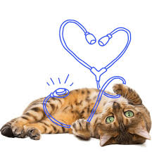 All things petplan pet insurance in one place! Petplan Pet Insurance Pet Plan Pet Insurance Best Pet Insurance