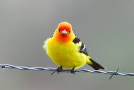 Bird On A Wire Movie Review Colorful Stare Bird Photography Beautiful Birds Bird Pictures