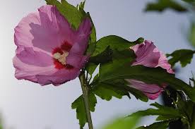 Image result for Hibiscus rhabdotospermus