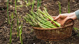Les champs obligatoires sont indiqués avec *. Culture Des Asperges A La Rochette