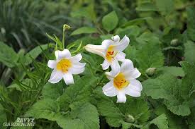 We did not find results for: Types Of Lilies 8 Beautiful Cold Hardy Choices For The Garden
