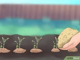 Sow chickpeas in the garden about the date of the average last frost in spring or slightly earlier. How To Grow Chickpeas With Pictures Wikihow