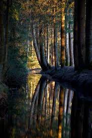 Magic Forest Beautiful Nature Beautiful Landscapes Nature Photos
