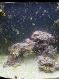 From how they're made to how they perform, forbo flooring systems makes. Bad Way To Clean Algae On Tank Walls Reef2reef Saltwater And Reef Aquarium Forum