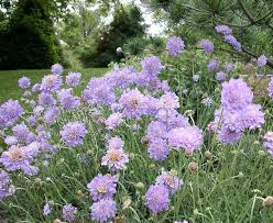 Check spelling or type a new query. Scabiosa Butterfly Blue Pincushion Flower