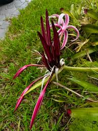 Image result for Crinum crassicaule