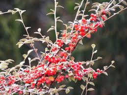 Image result for Cotoneaster pannosus