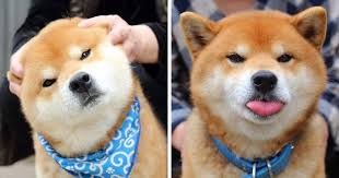 The meme typically consists of a picture of a shiba inu dog accompanied by multicolored. Meet Ryuji The Most Expressive Shiba From Japan Bored Panda