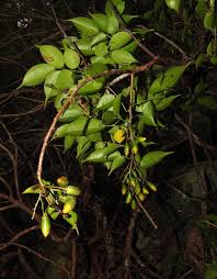 Image result for Rourea