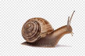 Is a snail a reptile. Snails Snails Snail Crawling Reptile Png Pngwing