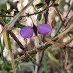 Image result for Polygala sphenoptera