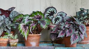 Image result for Begonia oxyloba