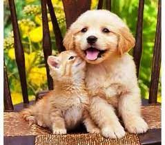 pin on animales mas lindos del mundo