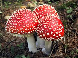 Kingdom Fungi