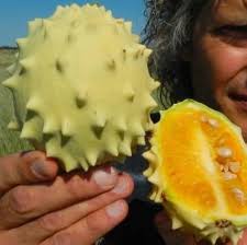 Image result for Acanthosicyos