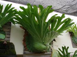 Image result for Platycerium