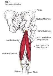 Glutes & hamstrings · free workout by workoutlabs fit. High Hamstring Strain Injury Avoiding The Dreaded Runner S Butt Motionworks Physical Therapy