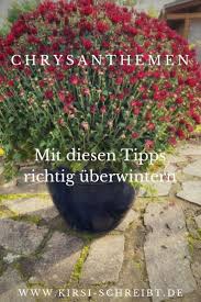 Chrysanthemen Uberwintern Chrysanthemen Herbstpflanzen Herbstblumen