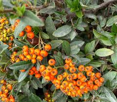 Image result for Pyracantha