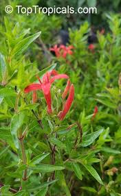 Image result for Anisacanthus