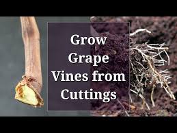 Image result for grapevine cuttings