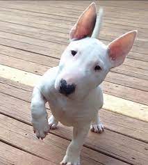Pin On Bull Terriers