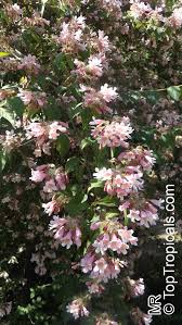 Image result for Kolkwitzia amabilis