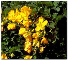 Image result for Senna bicapsularis