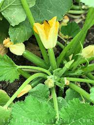 Summer squash (cucurbita pepo) is fast and easy to grow in warm summer weather, and the plants are often phenomenally productive. 5 Tips For Growing Summer Squash Growing In The Garden