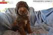 Teacup Labradoodle & Mini Labradoodle Puppies for sale ...