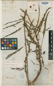 Image result for Aeschynomene sp. B
