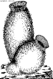 Sponge anatomy coloring and information sheet. Sponge Coloring